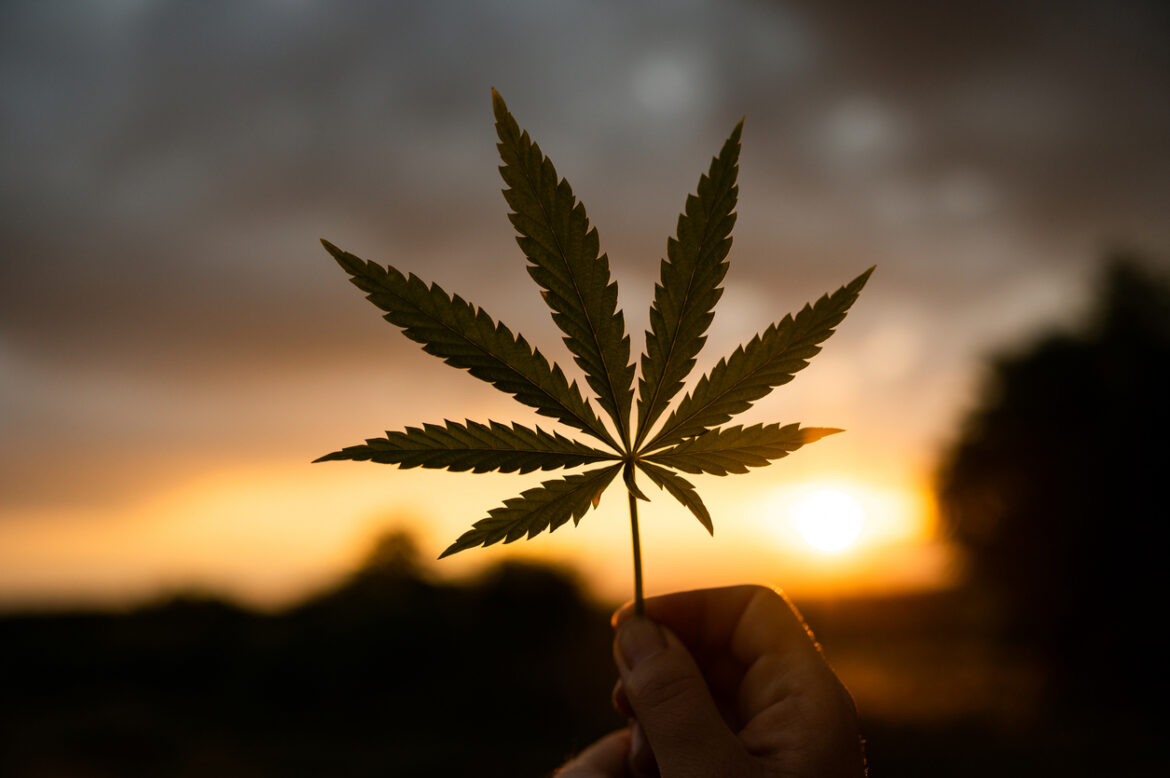 marijuana or hemp cannabis leaf in hand against the backdrop of the setting sun