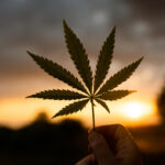 marijuana or hemp cannabis leaf in hand against the backdrop of the setting sun
