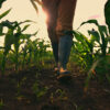 Study finds rural community projects can reduce partisan hostility