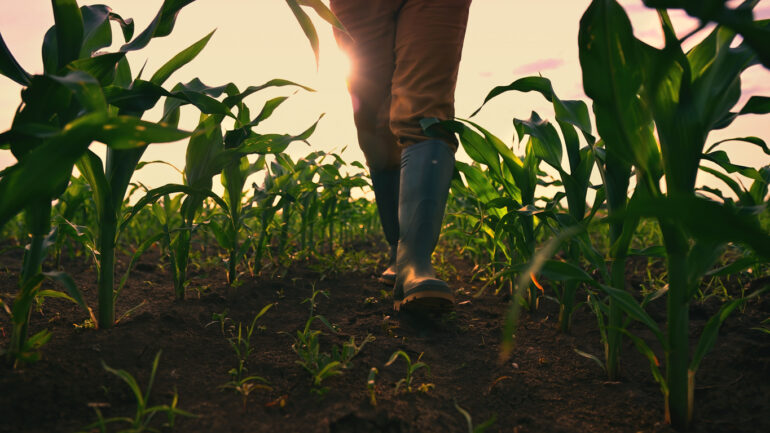 Farmer walking through maize field, low angle view with selective focus