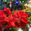 How poinsettias became a Christmas staple, from the Aztecs to today