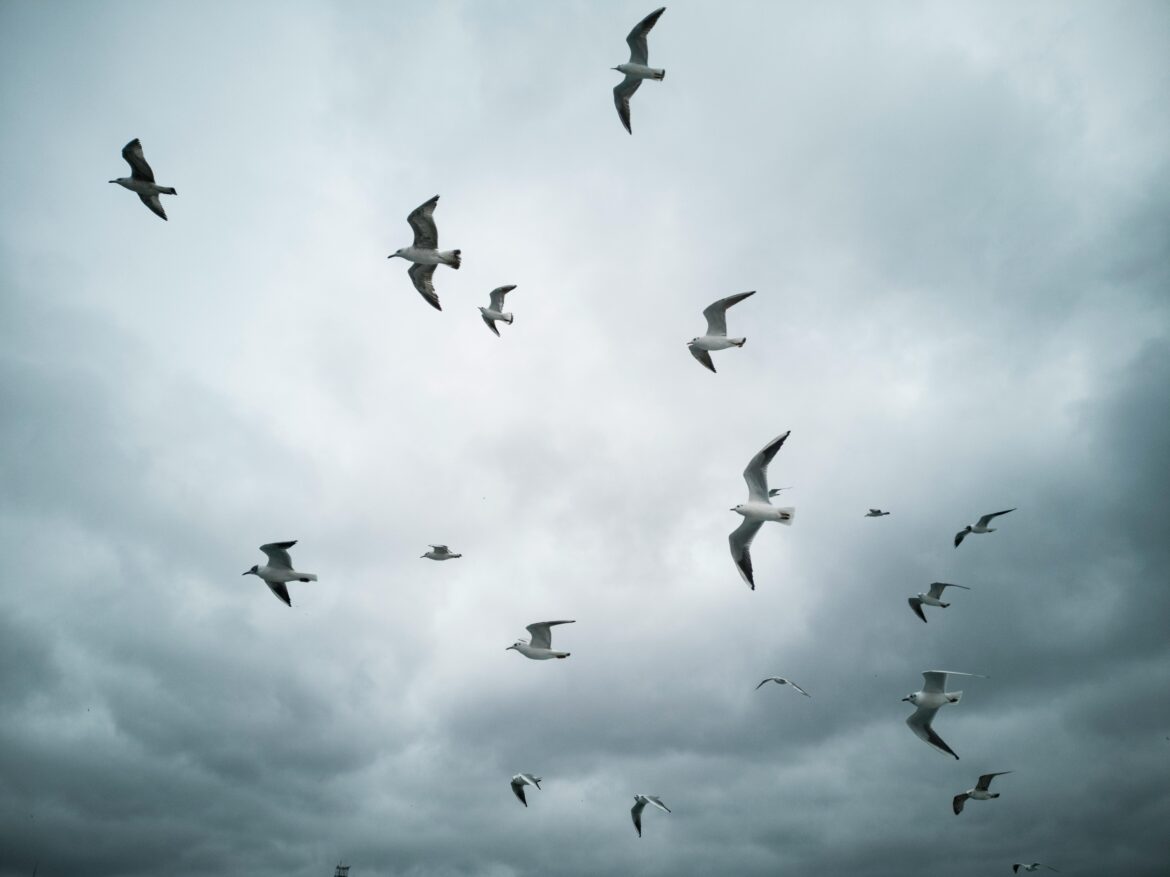 Birds flying through a cloudy sky