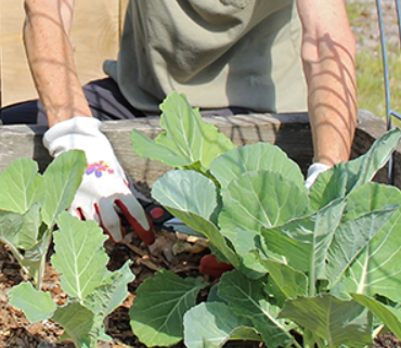 Gloved hands in the garden