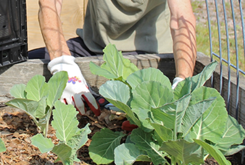 Gloved hands in the garden