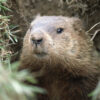Georgia groundhogs disagree on winter’s end as Beau Lee sees shadow