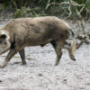 Georgia House passes bill expanding feral hog hunting, allows use of drones