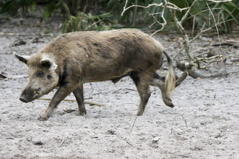 A Wild Pig in the sand of a south Florida scrub and palmetto woods.