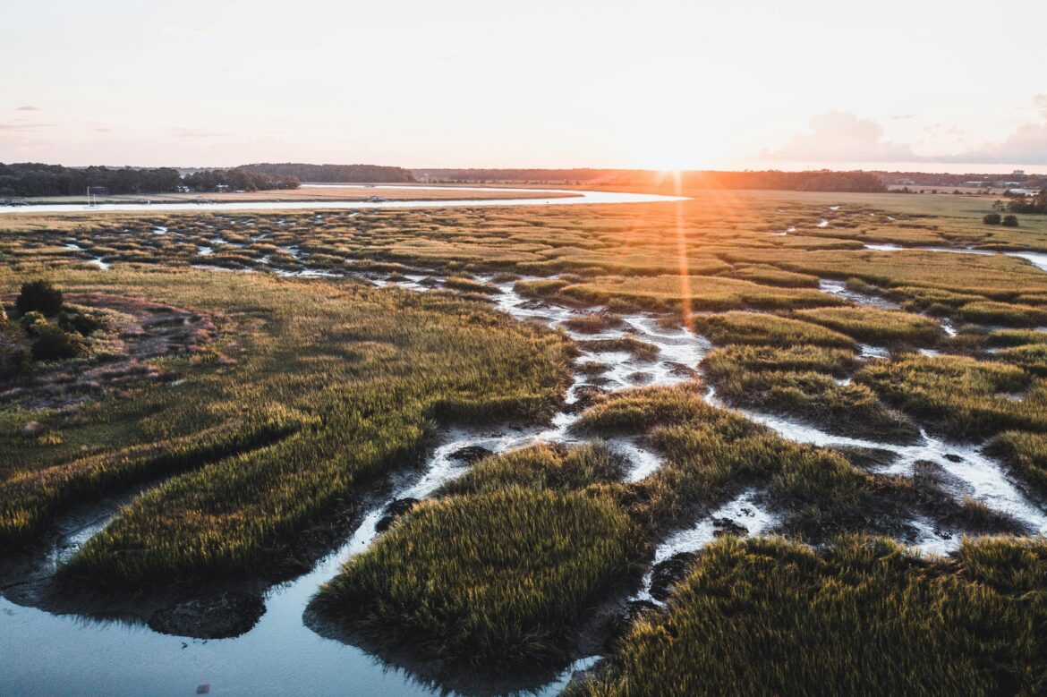Photo of Savannah wetlands