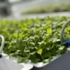 Georgia launches new ag resource center in Albany to boost farm businesses