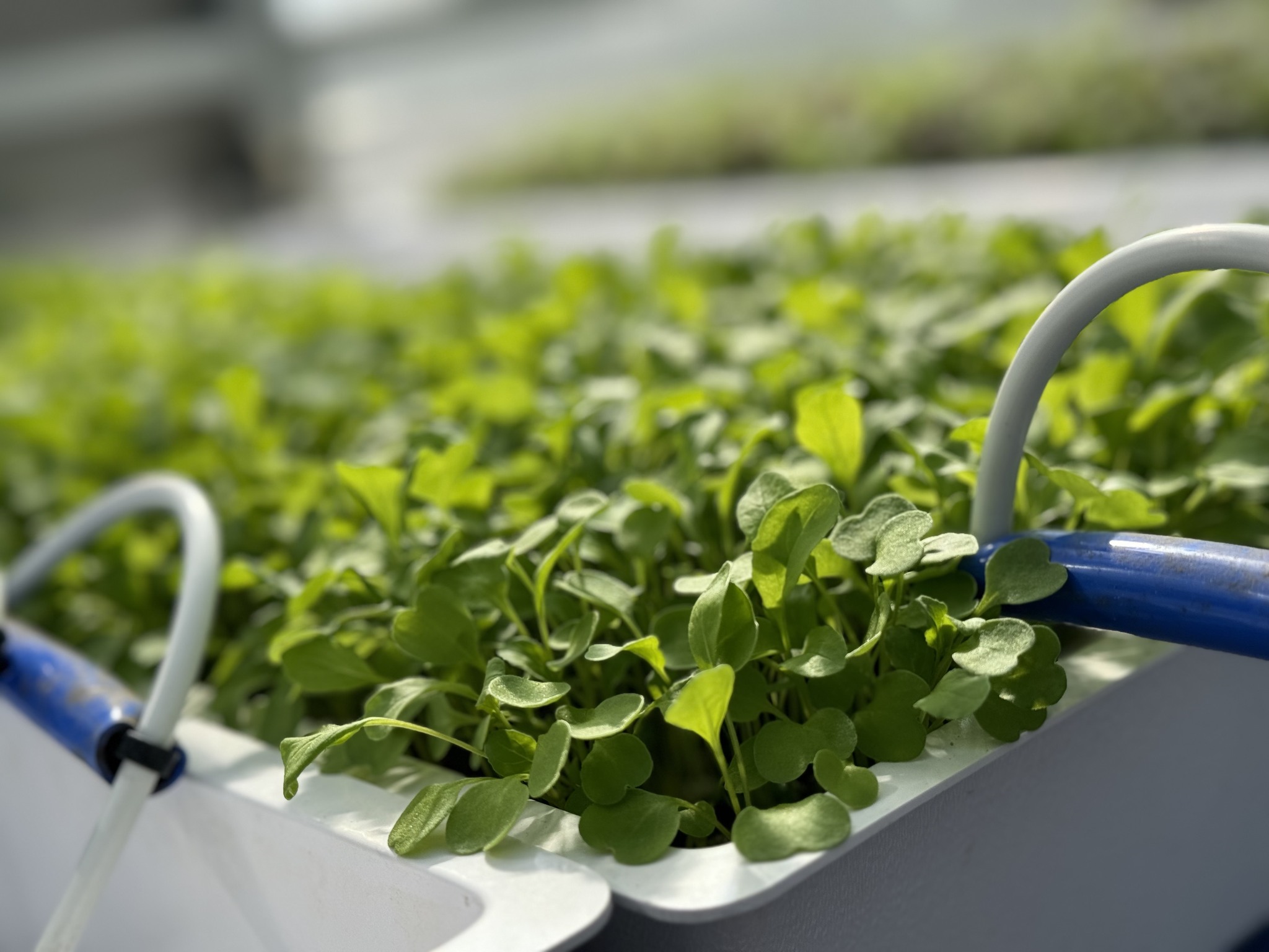 Close up photo of growing sprouts at Georgia's ag resource center in Albany