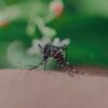 West Nile virus detected in mosquito traps in Atlanta area