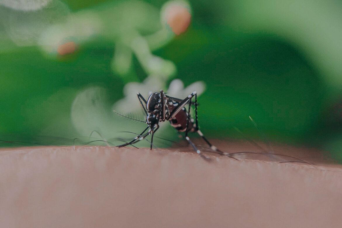 mosquito on skin