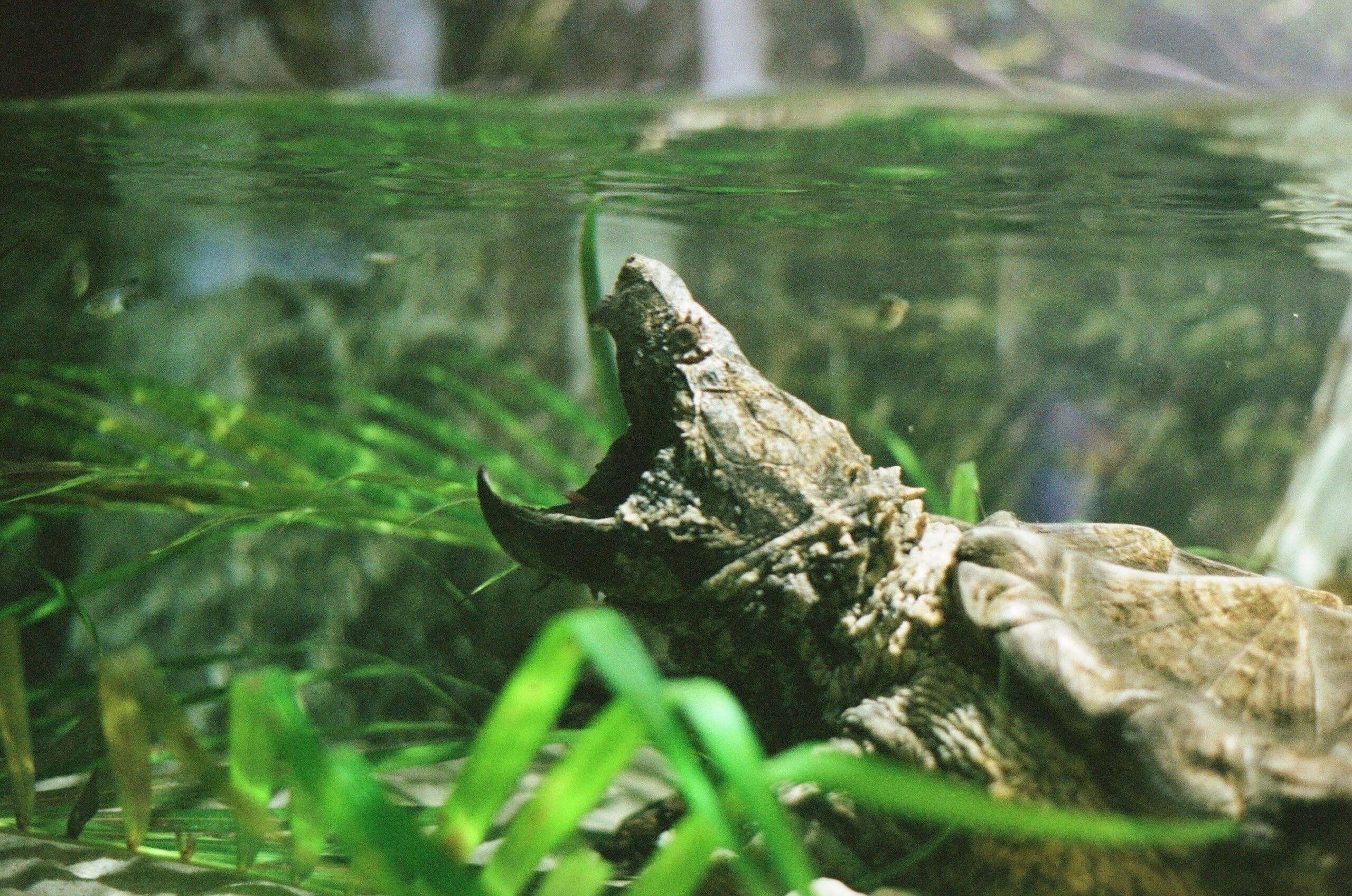 An alligator snapping turtle opening its mouth.