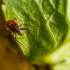 Georgia’s massive tick collection helps researchers track disease risks year-round