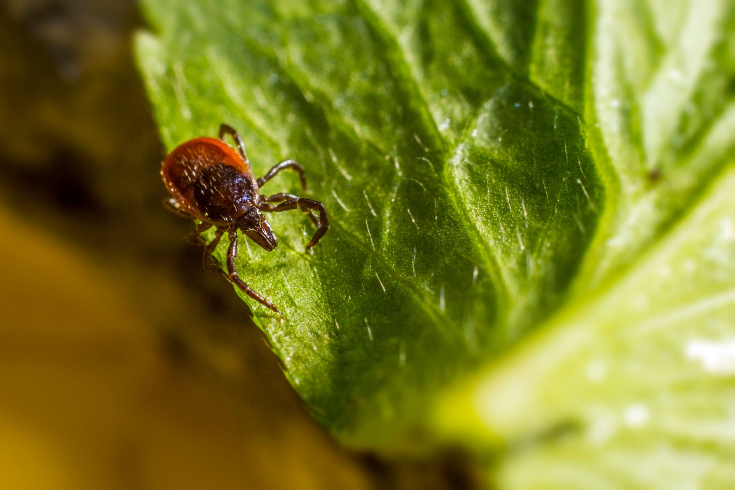 A picture of a tick on a leaf