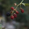 Recent rains end Georgia drought as farmers look ahead to fall harvest