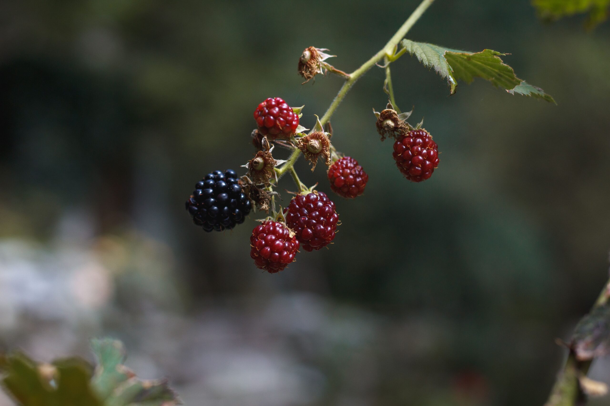 blackberries on a bush