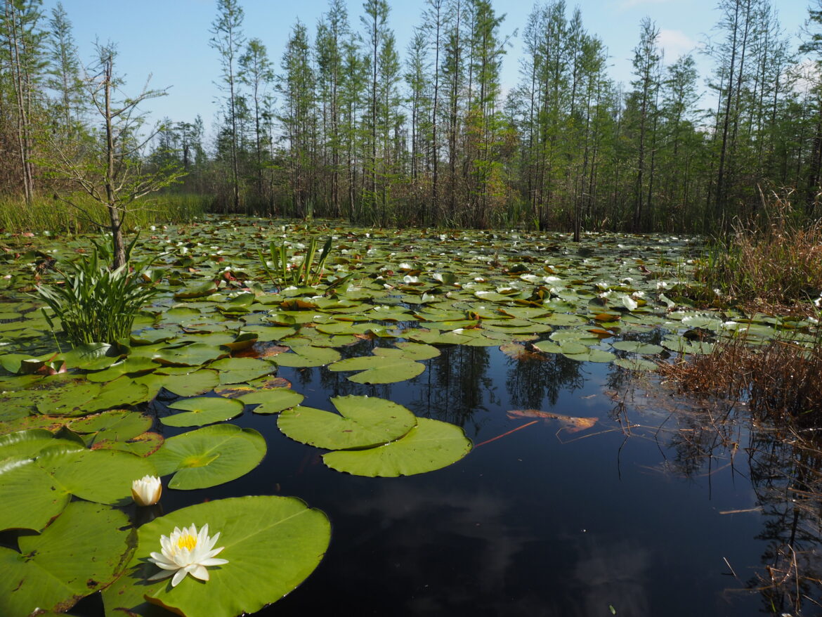lily pads in the Okefenokee Swamp