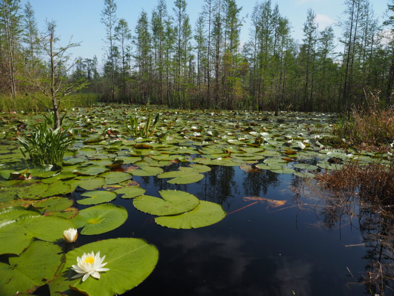 lily pads in the Okefenokee Swamp