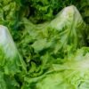 Cyclospora outbreak highlights push for locally grown food in Georgia